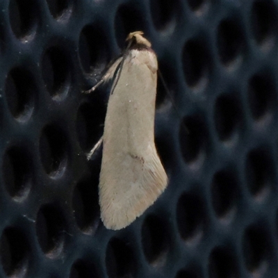Unverified Moth (Lepidoptera) at Turner, ACT - 3 Nov 2025 by ConBoekel