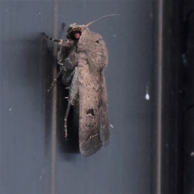 Proteuxoa hypochalchis (Black-bar Noctuid) at Turner, ACT - 3 Nov 2025 by ConBoekel