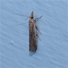 Faveria tritalis (Couchgrass Webworm) at Turner, ACT - 3 Nov 2025 by ConBoekel