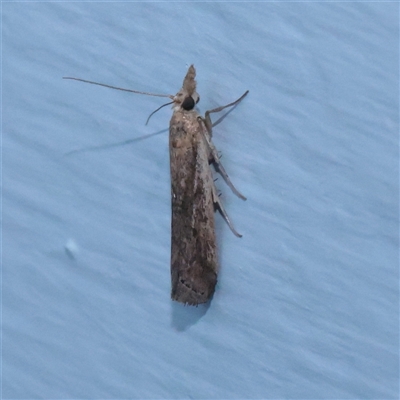 Faveria tritalis (Couchgrass Webworm) at Turner, ACT - 3 Nov 2025 by ConBoekel