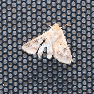 Helicoverpa (genus) (A bollworm) at Turner, ACT - 5 Nov 2025 by ConBoekel