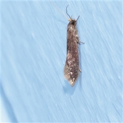 Opogona omoscopa (Detritus Moth) at Turner, ACT - 5 Nov 2025 by ConBoekel