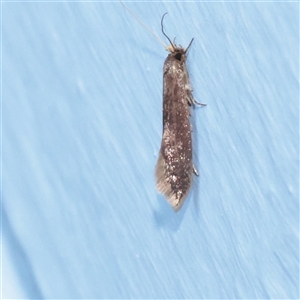 Unverified Moth (Lepidoptera) at Turner, ACT - 5 Nov 2025 by ConBoekel