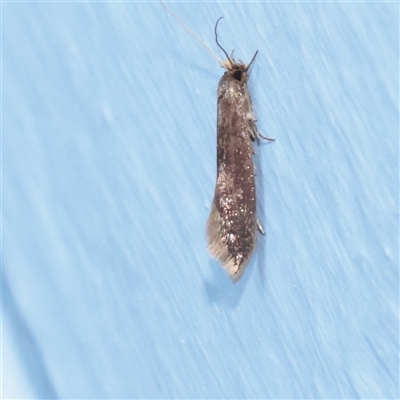 Opogona omoscopa (Detritus Moth) at Turner, ACT - 5 Nov 2025 by ConBoekel