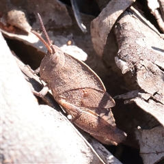 Goniaea sp. (genus) at O'Connor, ACT - 6 Nov 2025 by ConBoekel