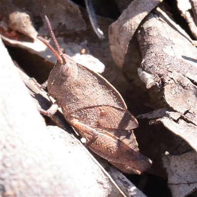 Goniaea sp. (genus) at O'Connor, ACT - 6 Nov 2025 by ConBoekel