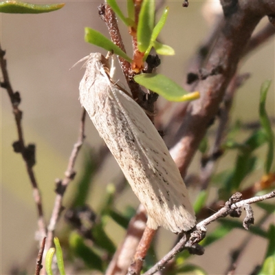 Scieropepla reversella at O'Connor, ACT - 6 Nov 2025 by ConBoekel