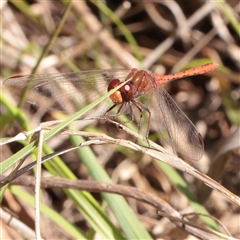 Diplacodes bipunctata (Wandering Percher) at O'Connor, ACT - 6 Nov 2025 by ConBoekel