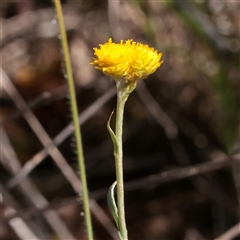 Chrysocephalum apiculatum (Common Everlasting) at O'Connor, ACT - 6 Nov 2025 by ConBoekel