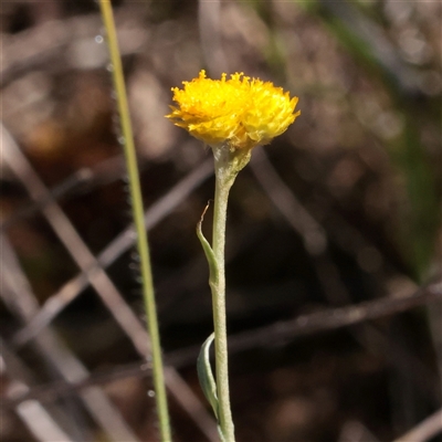 Chrysocephalum apiculatum (Common Everlasting) at O'Connor, ACT - 6 Nov 2025 by ConBoekel