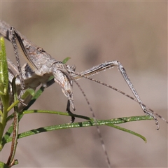 Zaprochilus australis (Twig-mimic katydid) at O'Connor, ACT - 6 Nov 2025 by ConBoekel
