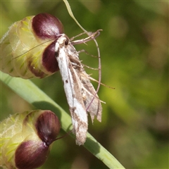 Philobota lysizona (A concealer moth) at O'Connor, ACT - 6 Nov 2025 by ConBoekel