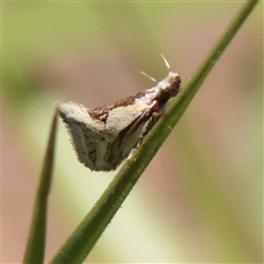 Thema macroscia (A Concealer moth (Chezala group) at O'Connor, ACT - 6 Nov 2025 by ConBoekel