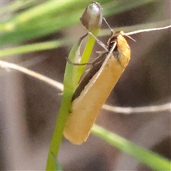 Philobota latifissella at O'Connor, ACT - 6 Nov 2025 by ConBoekel