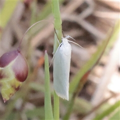 Zacorus carus (White Wingia) at O'Connor, ACT - 6 Nov 2025 by ConBoekel