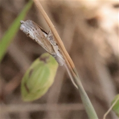 Culladia cuneiferellus (Crambinae moth) at O'Connor, ACT - 6 Nov 2025 by ConBoekel