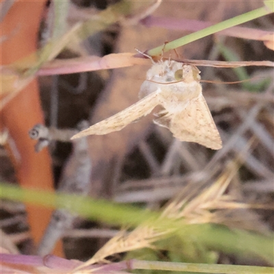 Helicoverpa punctigera (Native Budworm) at O'Connor, ACT - 6 Nov 2025 by ConBoekel