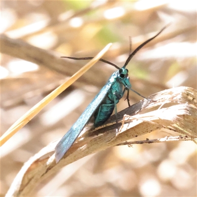 Pollanisus (genus) (A Forester Moth) at O'Connor, ACT - 6 Nov 2025 by ConBoekel