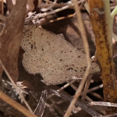 Taxeotis intextata (Looper Moth, Grey Taxeotis) at O'Connor, ACT - 6 Nov 2025 by ConBoekel