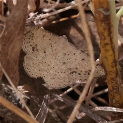 Taxeotis intextata (Looper Moth, Grey Taxeotis) at O'Connor, ACT - 6 Nov 2025 by ConBoekel