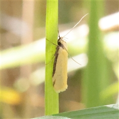 Philobota latifissella (A Concealer moth (Philobota group) at O'Connor, ACT - 6 Nov 2025 by ConBoekel