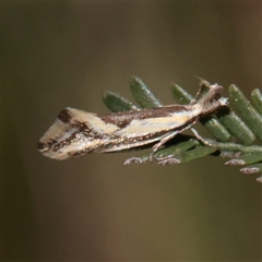 Thema macroscia (A Concealer moth (Chezala group) at O'Connor, ACT - 6 Nov 2025 by ConBoekel