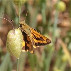 Unverified Skipper (Hesperiidae) at O'Connor, ACT - 6 Nov 2025 by ConBoekel