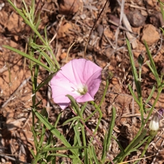 Convolvulus angustissimus subsp. angustissimus (Australian Bindweed) at O'Connor, ACT - 6 Nov 2025 by ConBoekel