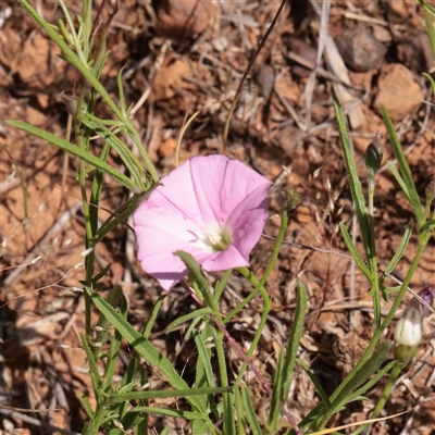 Convolvulus angustissimus subsp. angustissimus (Australian Bindweed) at O'Connor, ACT - 6 Nov 2025 by ConBoekel