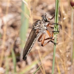 Unverified Robber fly (Asilidae) at O'Connor, ACT - Yesterday by ConBoekel
