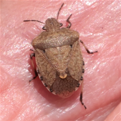 Dictyotus conspicuus (A shield or stink bug) at O'Connor, ACT - 6 Nov 2025 by ConBoekel