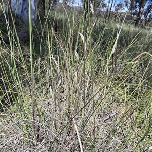 Thelymitra nuda at Throsby, ACT - Today by mlech