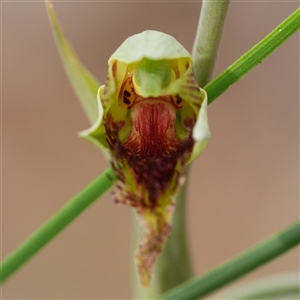 Calochilus saprophyticus at Tharwa, ACT - Yesterday by RobG1