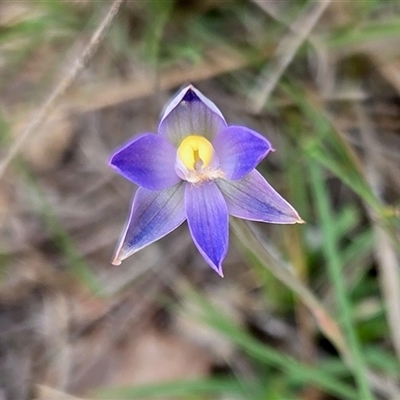 Thelymitra (genus) at Yass River, NSW - 3 Nov 2025 by SenexRugosus