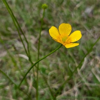 Ranunculus lappaceus (Australian Buttercup) at Yass River, NSW - 3 Nov 2025 by SenexRugosus