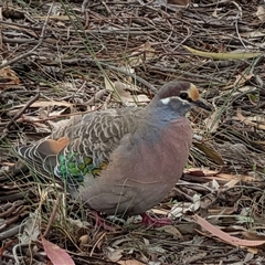 Phaps chalcoptera (Common Bronzewing) at Watson, ACT - 7 Nov 2025 by sbittinger