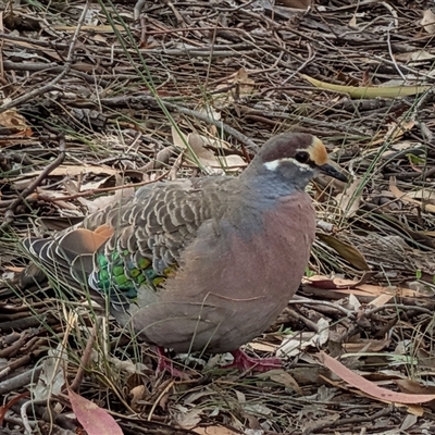 Phaps chalcoptera (Common Bronzewing) at Watson, ACT - 7 Nov 2025 by sbittinger