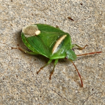 Ocirrhoe unimaculata (Green Stink Bug) at  - suppressed by sangio7
