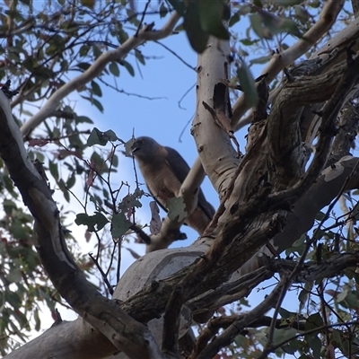 Tachyspiza fasciata (Brown Goshawk) at O'Malley, ACT - 7 Nov 2025 by Mike