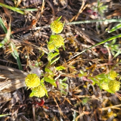 Triptilodiscus pygmaeus (Annual Daisy) at Whitlam, ACT - 6 Nov 2025 by sangio7