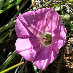 Convolvulus angustissimus subsp. angustissimus (Australian Bindweed) at Whitlam, ACT - 6 Nov 2025 by sangio7