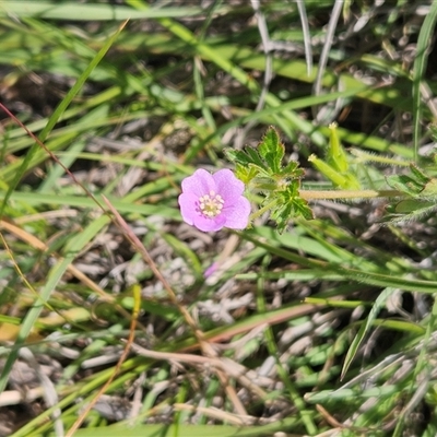 Geranium solanderi var. solanderi (Native Geranium) at Whitlam, ACT - 6 Nov 2025 by sangio7