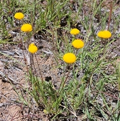 Leptorhynchos squamatus subsp. squamatus (Scaly Buttons) at Whitlam, ACT - 6 Nov 2025 by sangio7