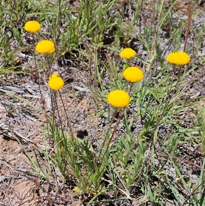 Leptorhynchos squamatus subsp. squamatus (Scaly Buttons) at Whitlam, ACT - 6 Nov 2025 by sangio7