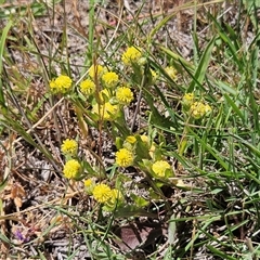 Triptilodiscus pygmaeus (Annual Daisy) at Whitlam, ACT - 6 Nov 2025 by sangio7