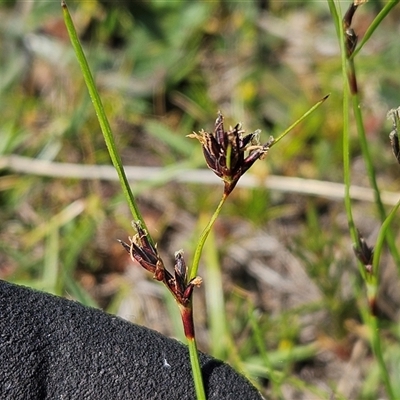 Schoenus apogon (Common Bog Sedge) at Whitlam, ACT - 6 Nov 2025 by sangio7