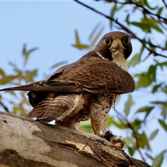 Falco peregrinus (Peregrine Falcon) at Deakin, ACT - 7 Nov 2025 by LisaH