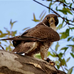 Falco peregrinus at Deakin, ACT - Today by LisaH