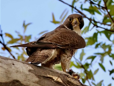 Falco peregrinus at Deakin, ACT - Yesterday by LisaH