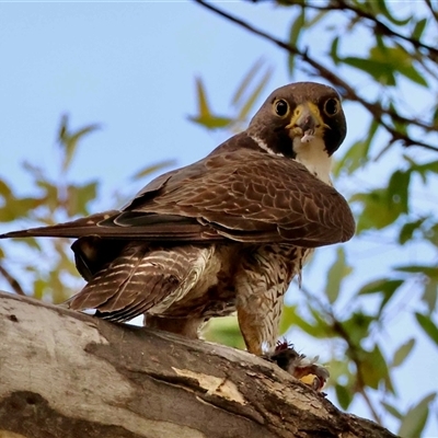 Falco peregrinus (Peregrine Falcon) at Deakin, ACT - 7 Nov 2025 by LisaH